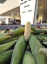 AMAJARI – IFRR inicia colheita de milho plantado em parceria com a Secretaria do Índio em Roraima
