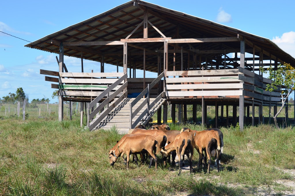 Campus do IFRR recebe doação de ovinos da Embrapa