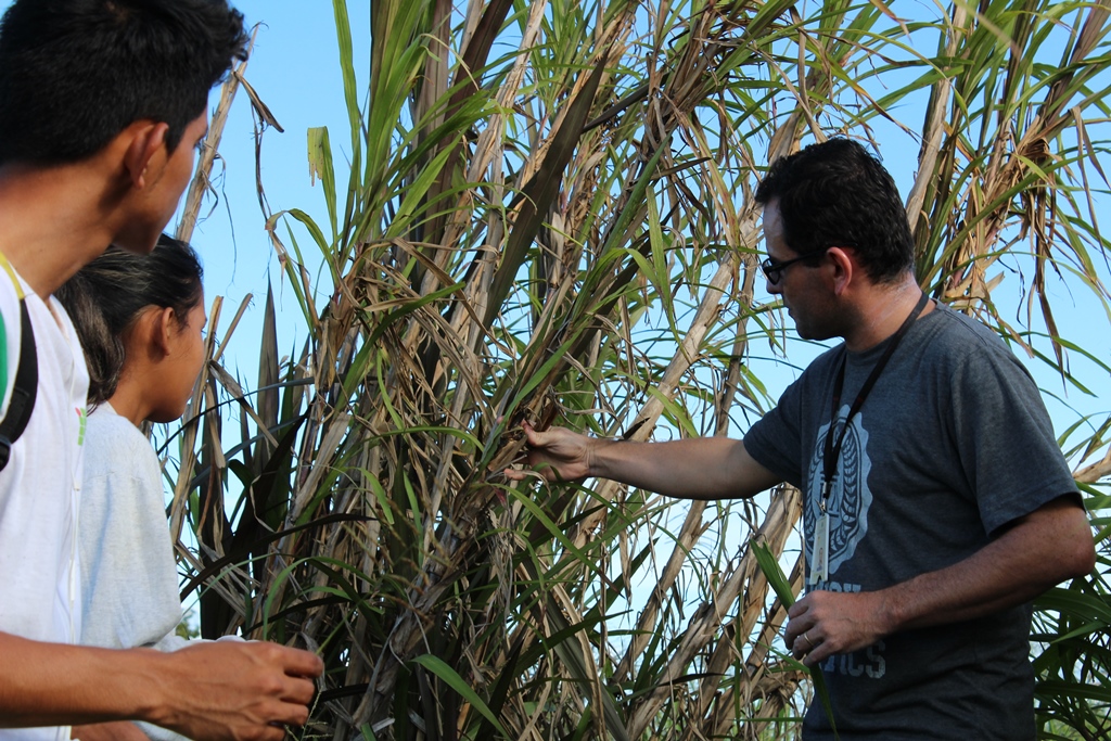 IFRR divulga editais dos programas institucionais de apoio à pesquisa e à iniciação científica